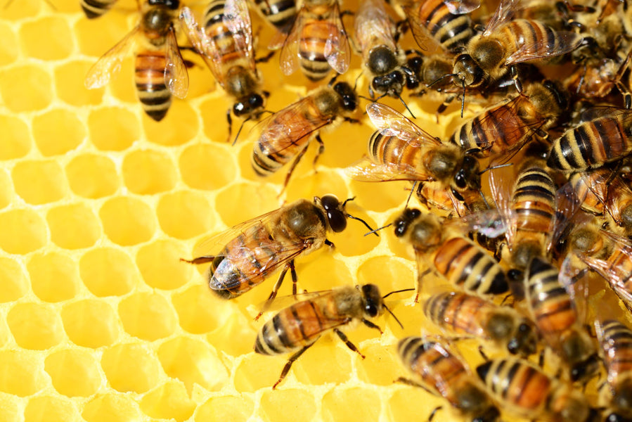 Pourquoi la cire d’abeille est géniale ?