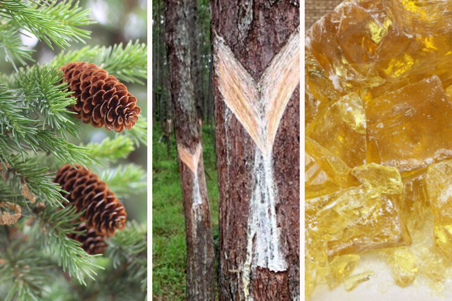 What do you know about Pine Resin?
